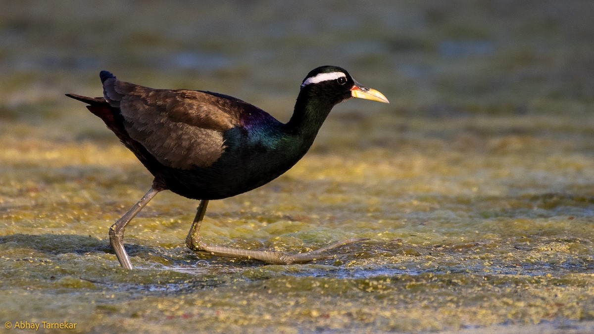 Jacana bronzé - ML644744936