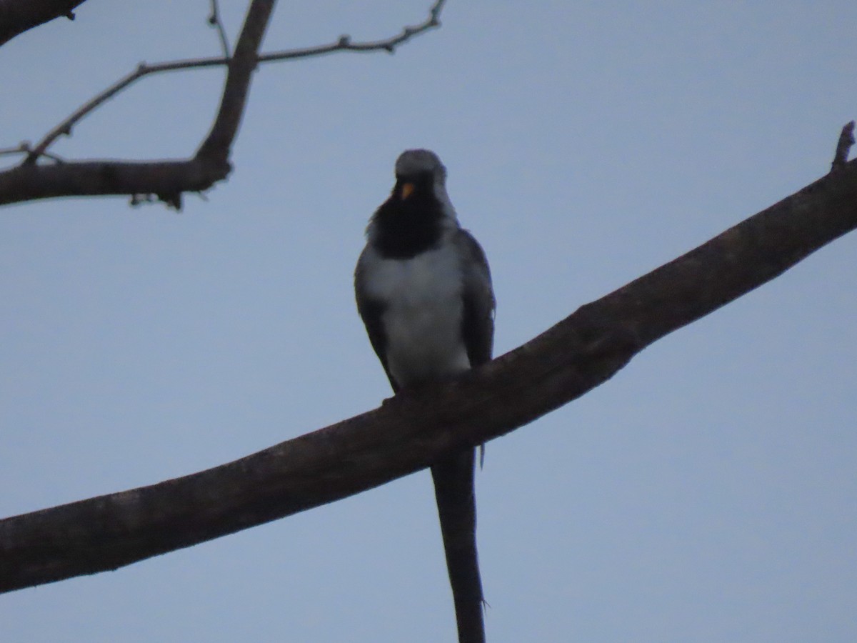 Tourtelette masquée - ML644744937