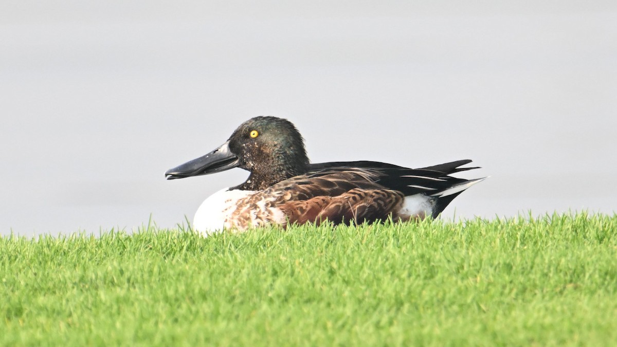 Canard souchet - ML644744938