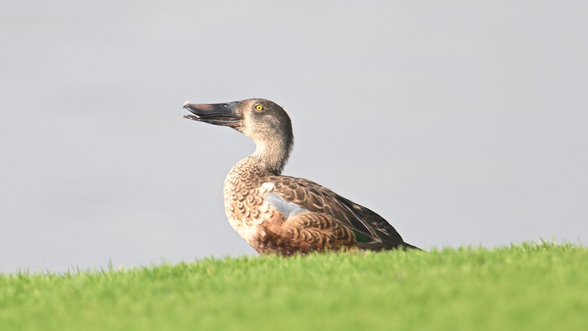 Canard souchet - ML644744939