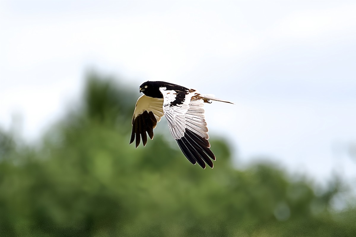 Busard tchoug - ML644744942