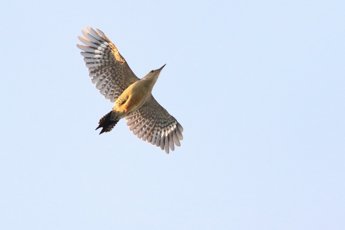 Pic à ventre roux - ML644744943