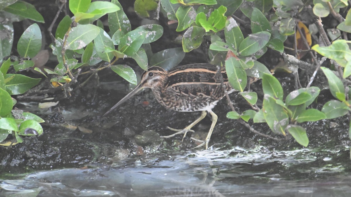 Agachadiza Común - ML644744944