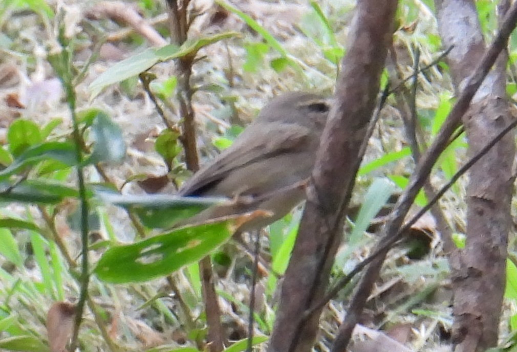 עלווית כהה - ML644744952