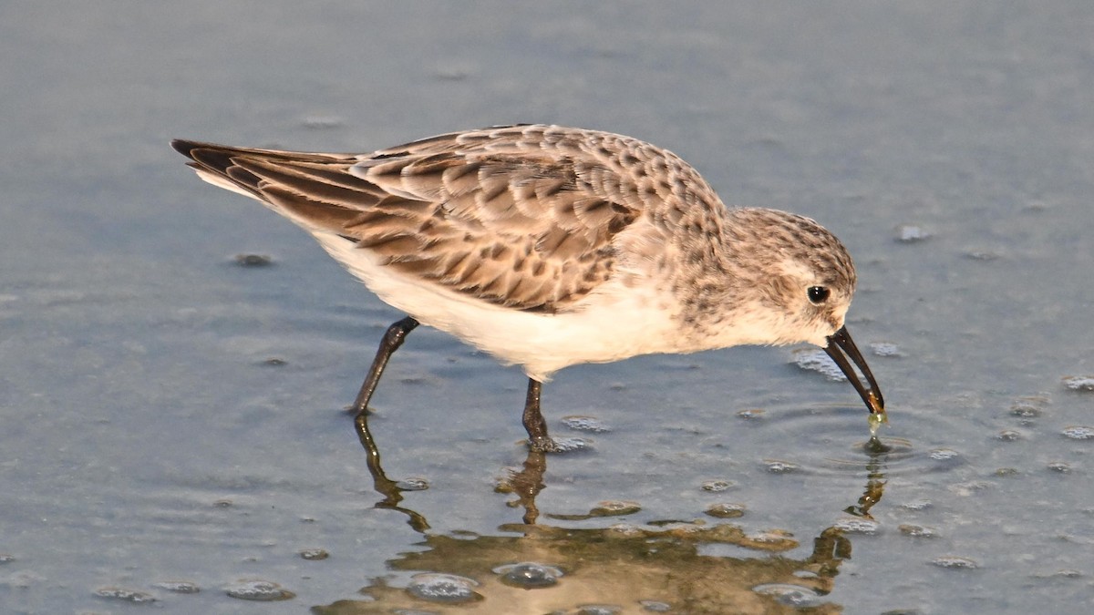Little Stint - ML644744953