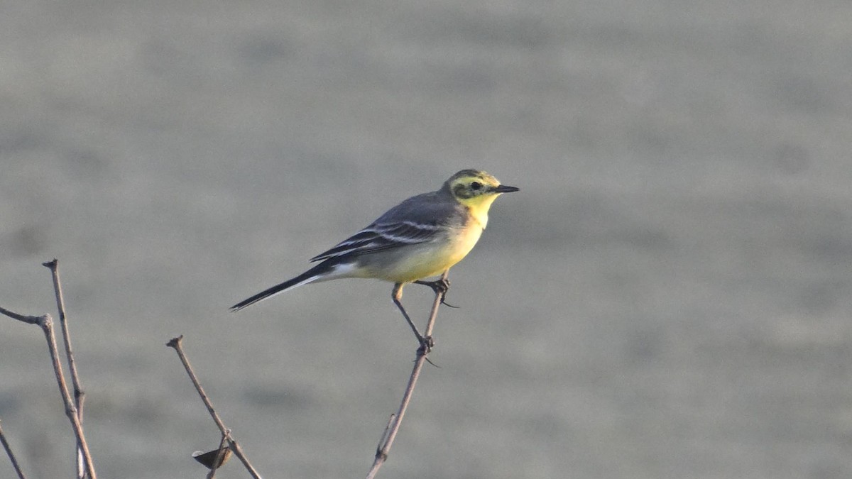 נחליאלי לימוני (אפור-גב) - ML644744959