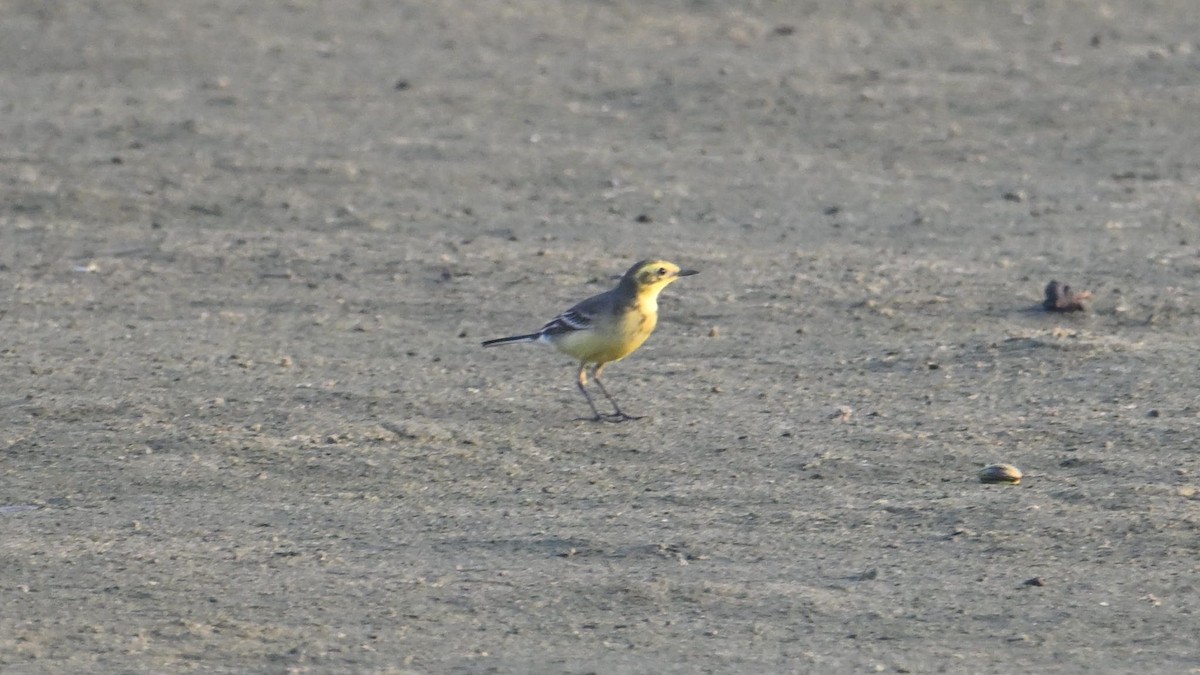 נחליאלי לימוני (אפור-גב) - ML644744960