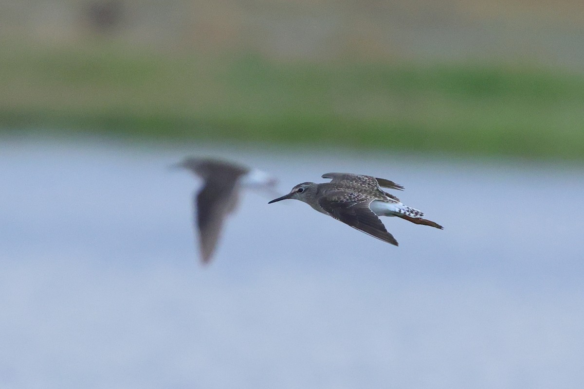 vodouš bahenní - ML644744966