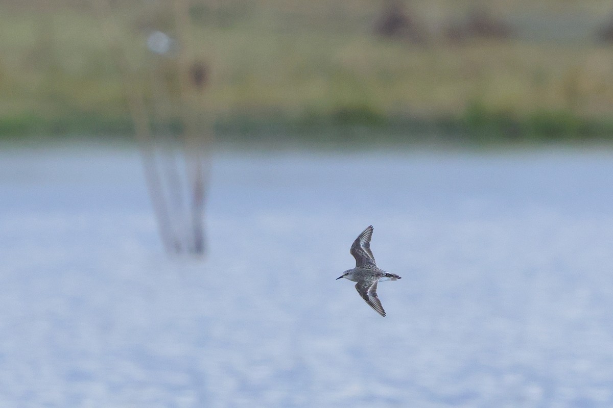 Little Stint - ML644744970
