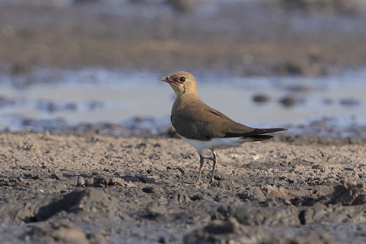 brakksvale - ML644744971