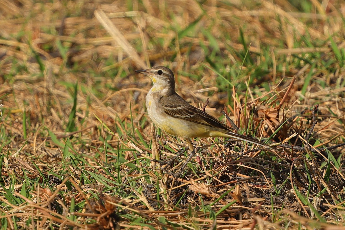 Western Yellow Wagtail - ML644744980