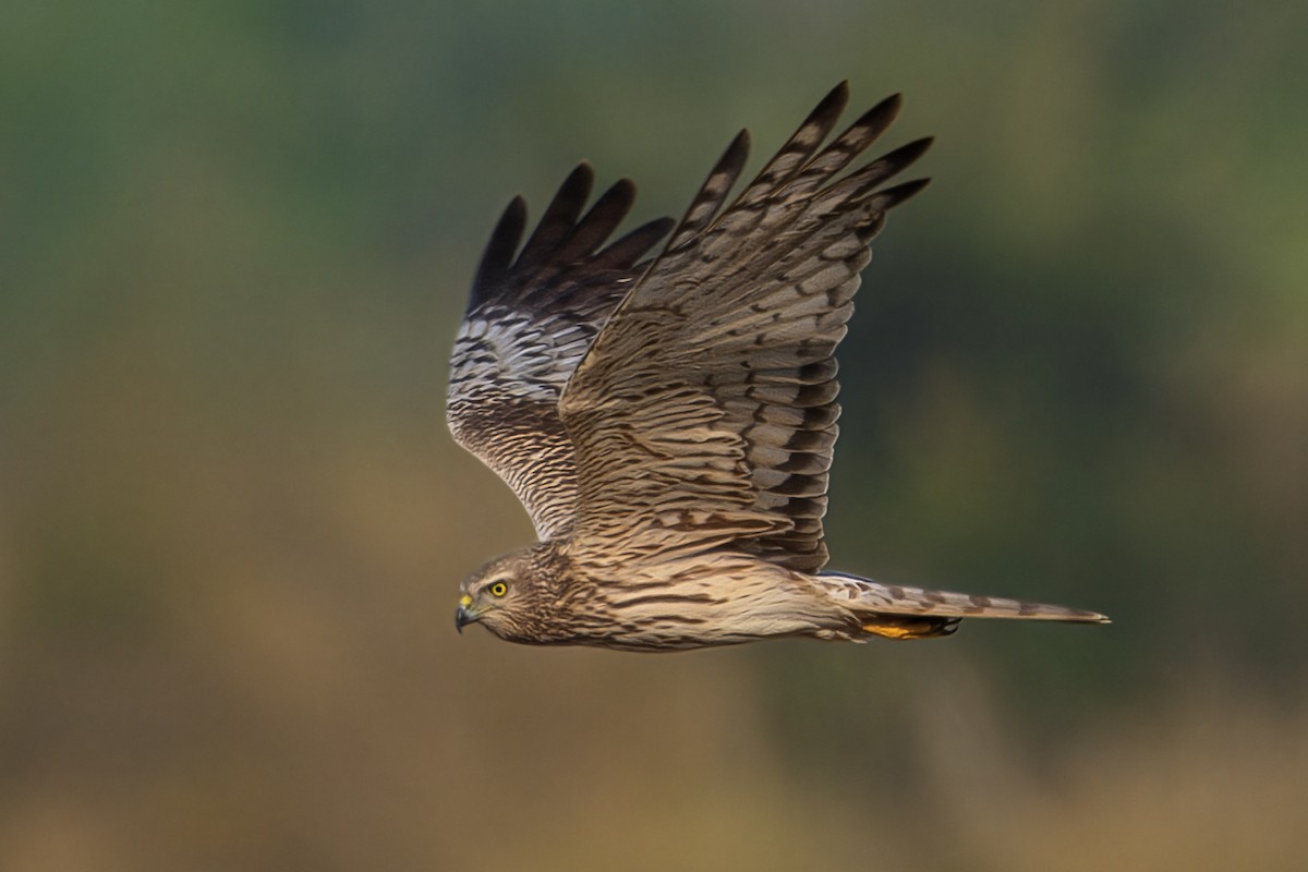 Pied Harrier - ML644744989