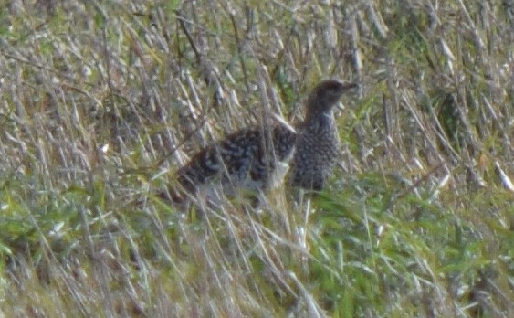 Sharp-tailed Grouse - ML644744992