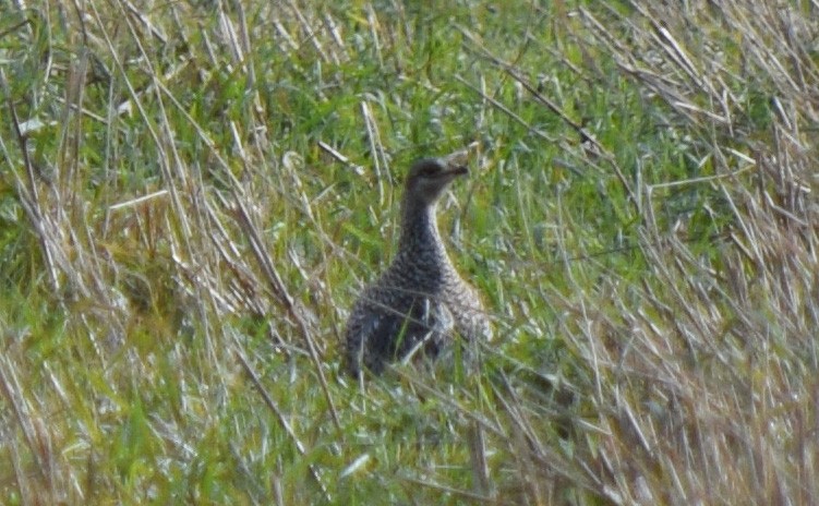 Sharp-tailed Grouse - ML644744993