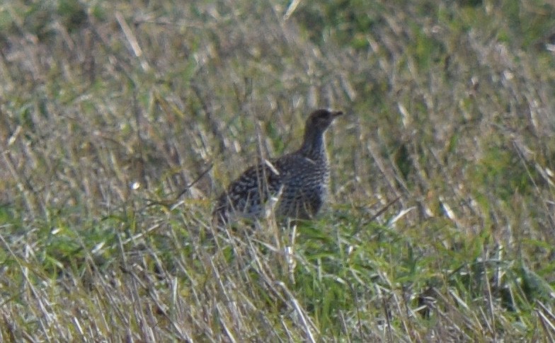 Sharp-tailed Grouse - ML644744994