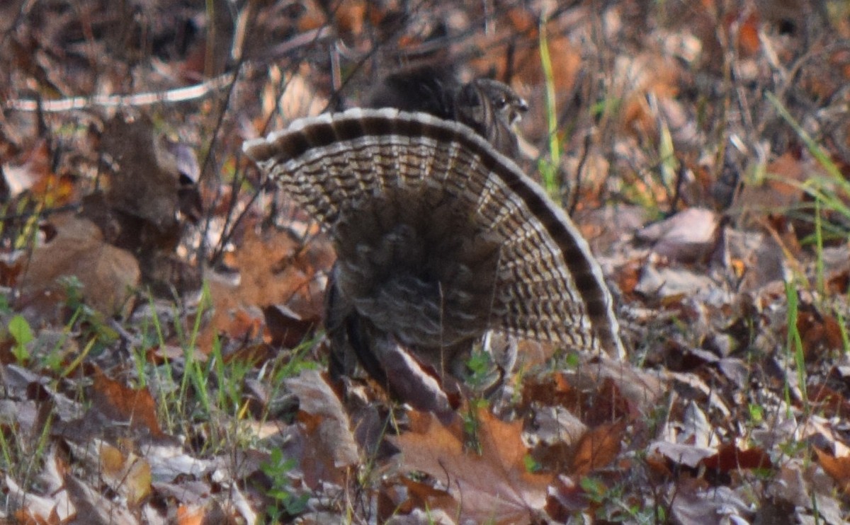 jeřábek kanadský - ML644745032