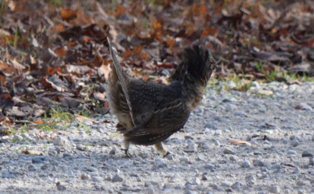 jeřábek kanadský - ML644745033