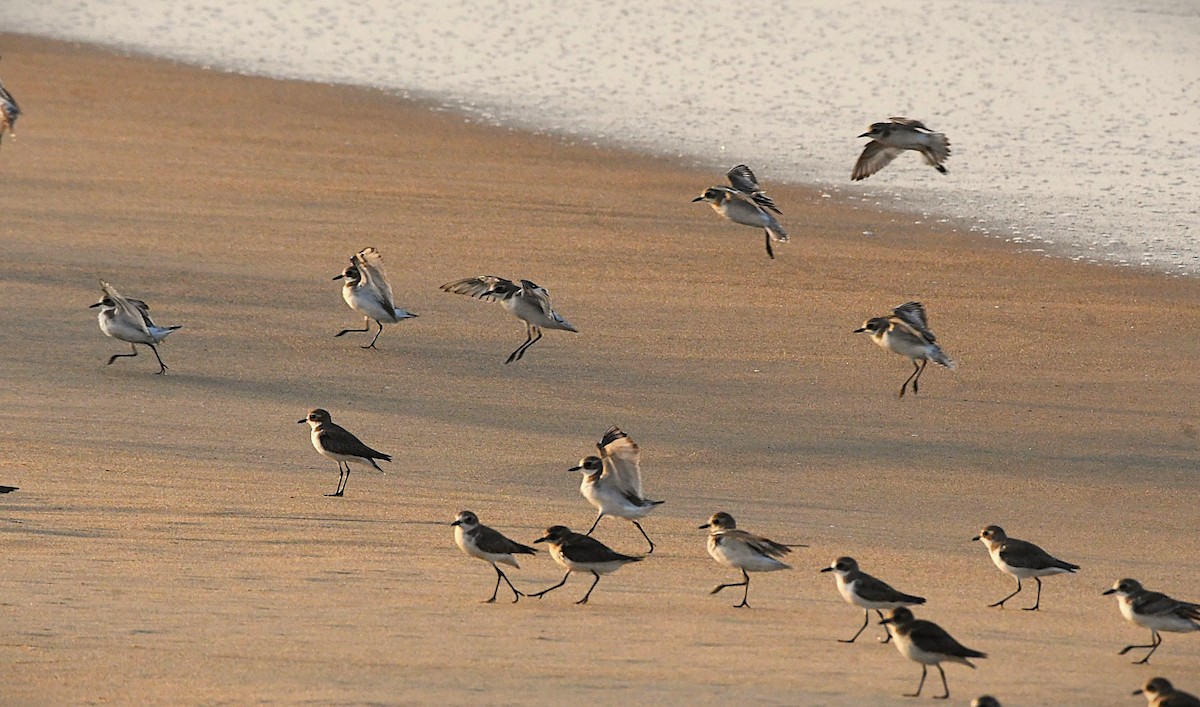 Chorlitejo Tibetano - ML644745034