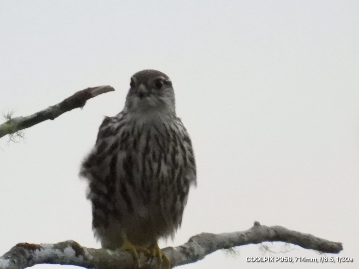 Merlin - ML644745037