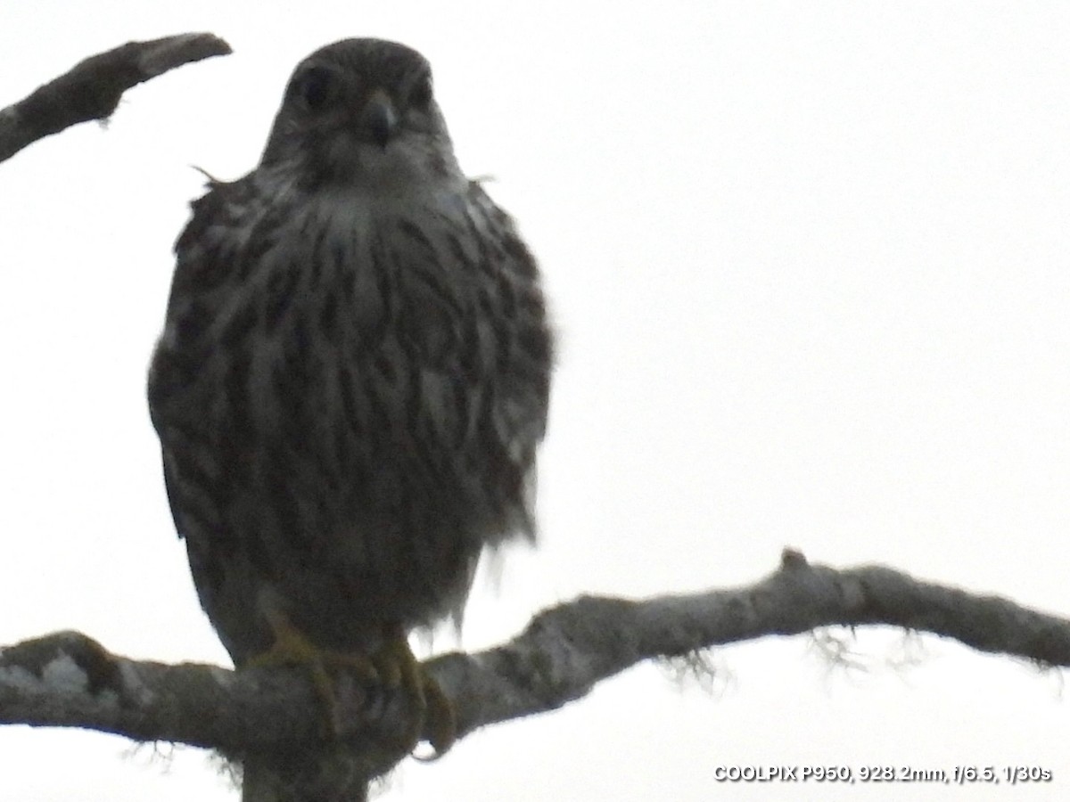 Merlin - ML644745038