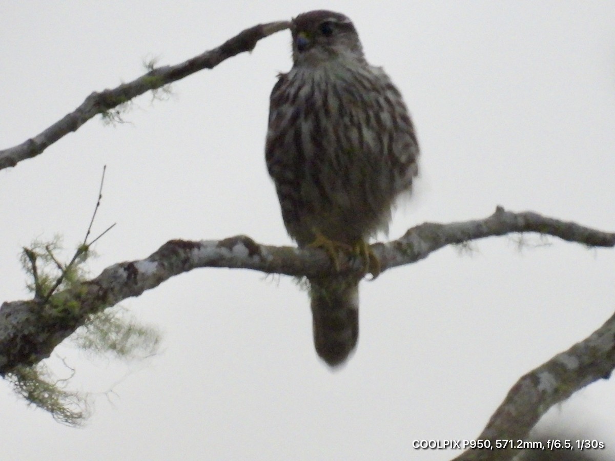 Merlin - ML644745039