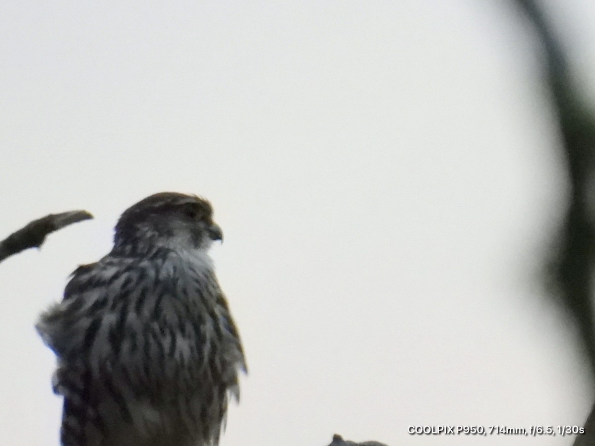 Merlin - ML644745040