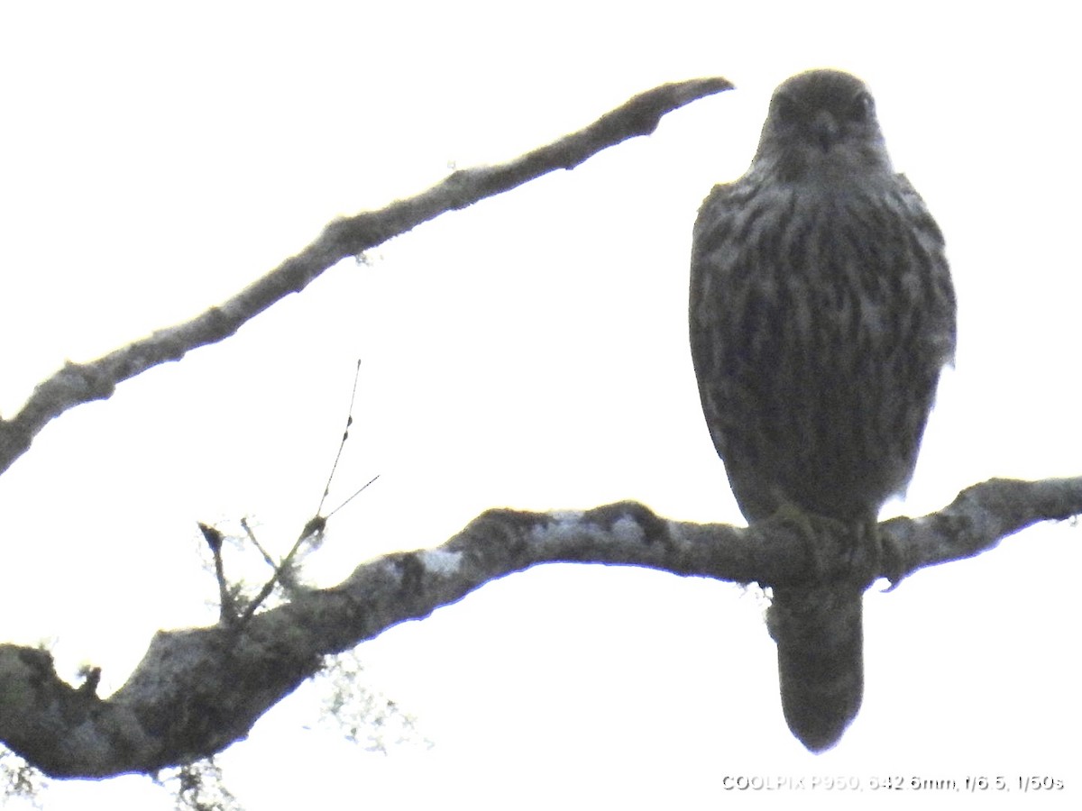 Merlin - ML644745041