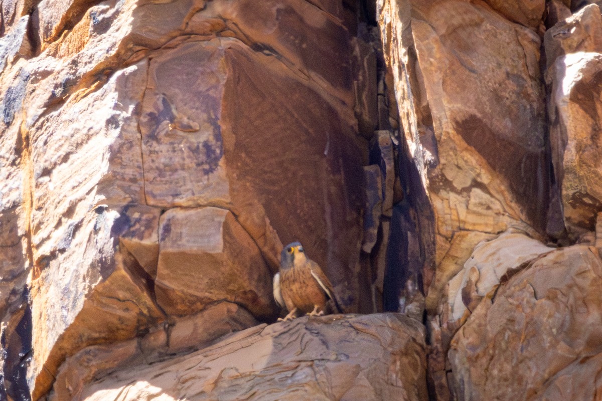 Rock Kestrel - ML644745049