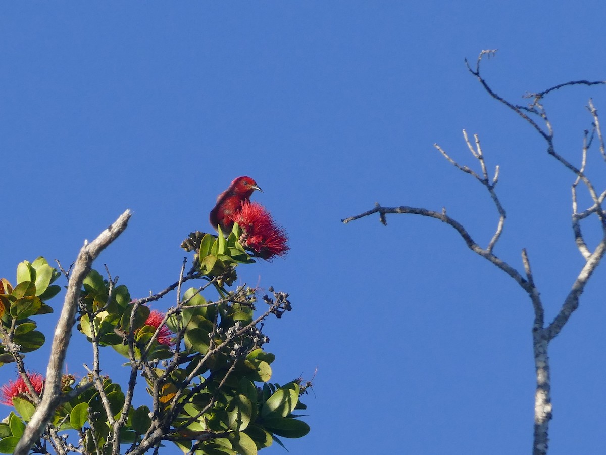 Apapane - ML644745053