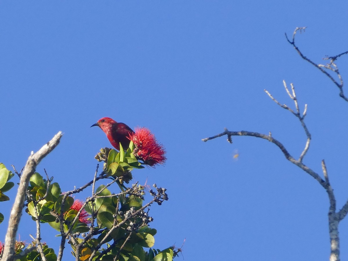 Apapane - ML644745054