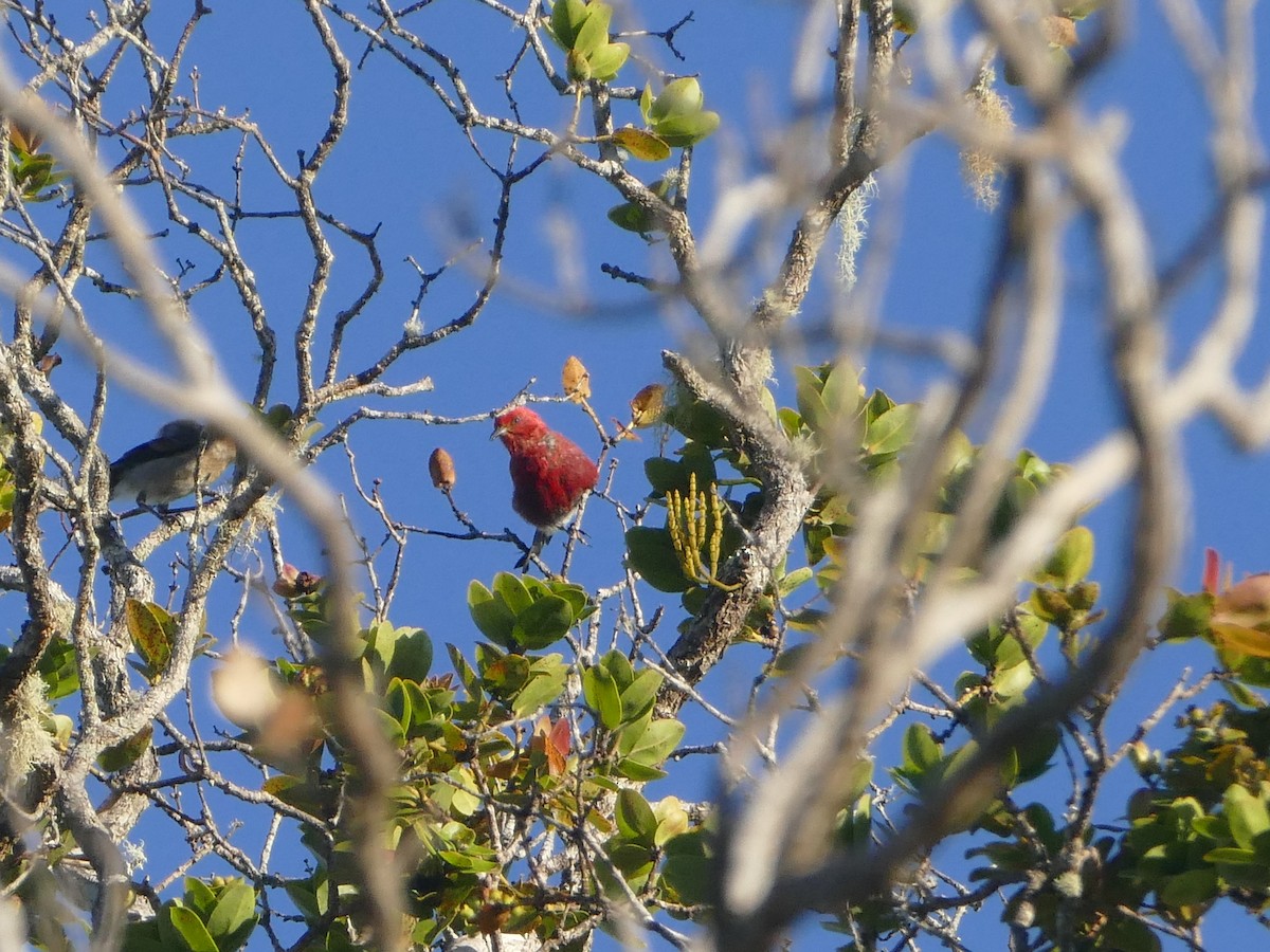 Apapane - ML644745055