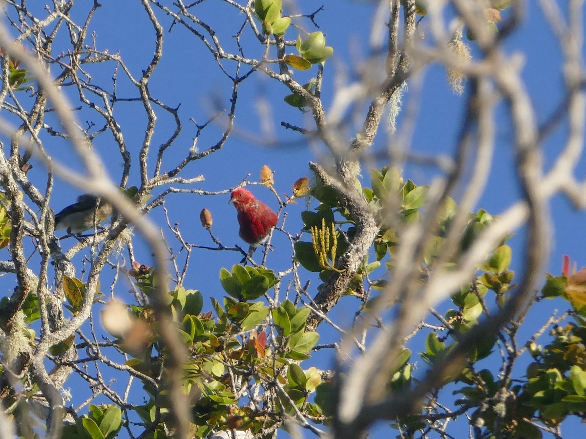 Apapane - ML644745056