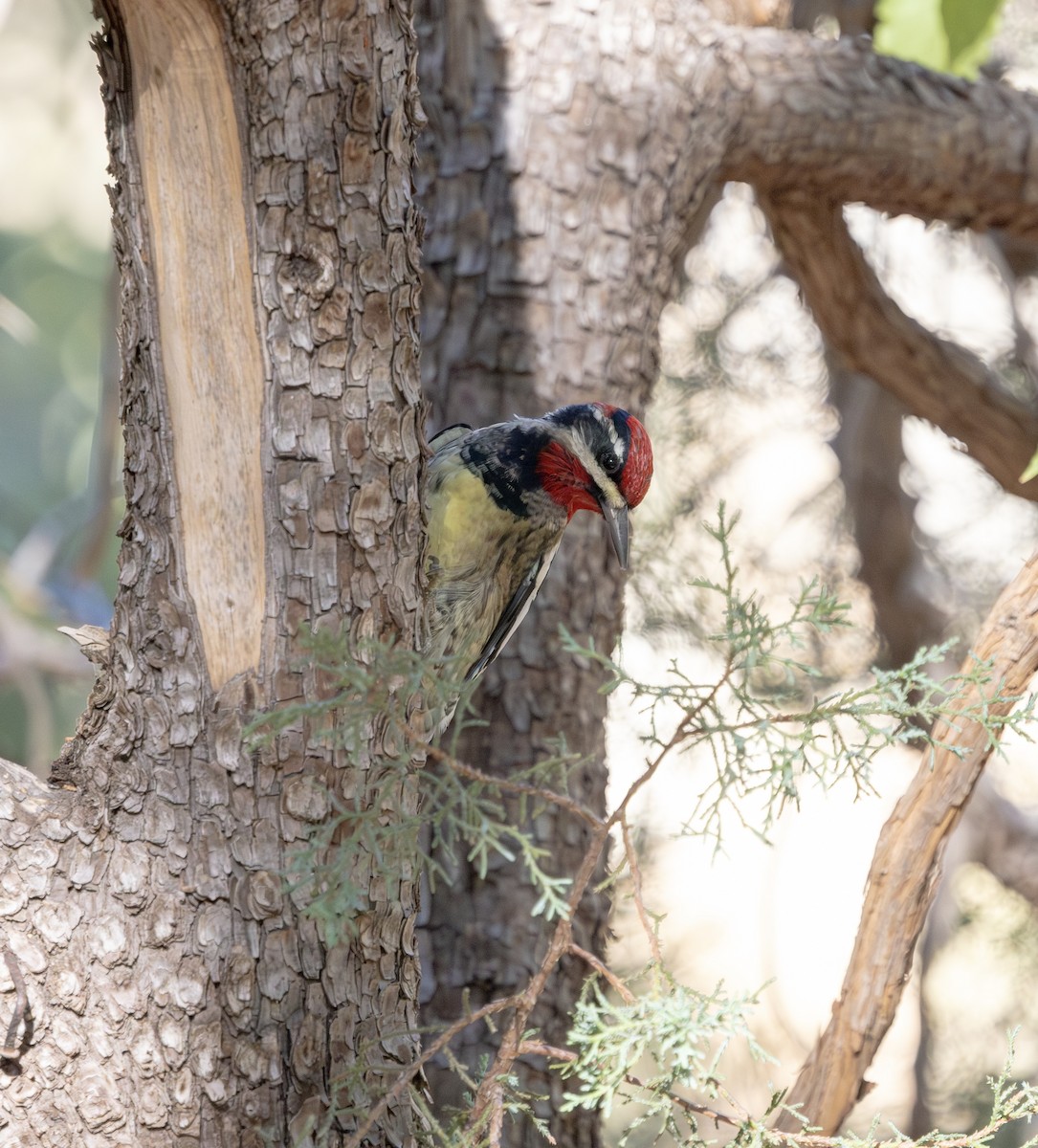 Rotnacken-Saftlecker - ML644745057