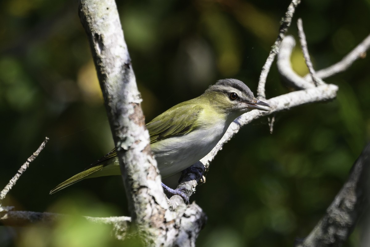 Красноглазый виреон - ML644745064