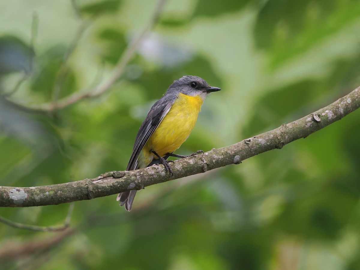 gulbrystflueskvett - ML644745080