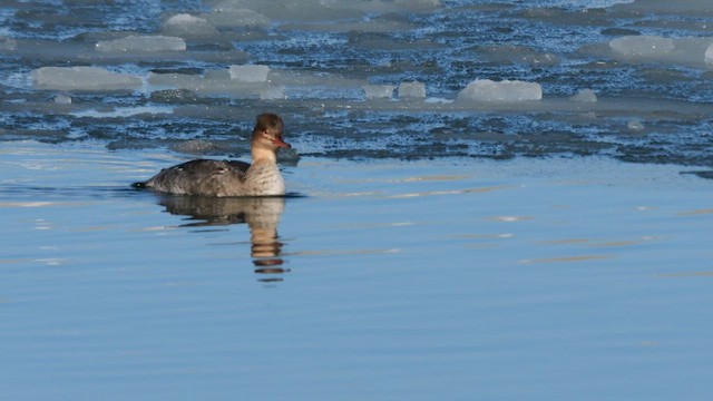 Smergo minore - ML644745081