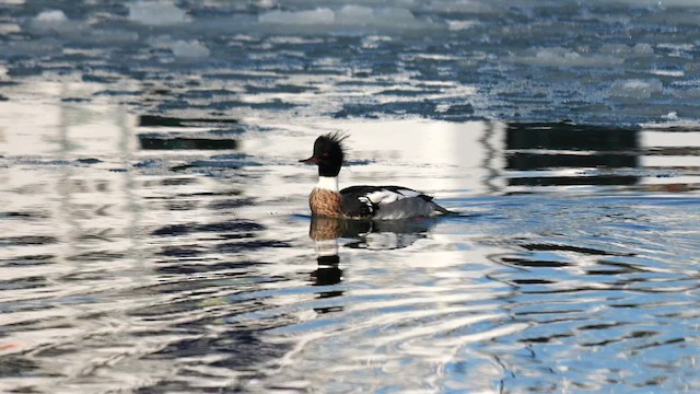 Smergo minore - ML644745083