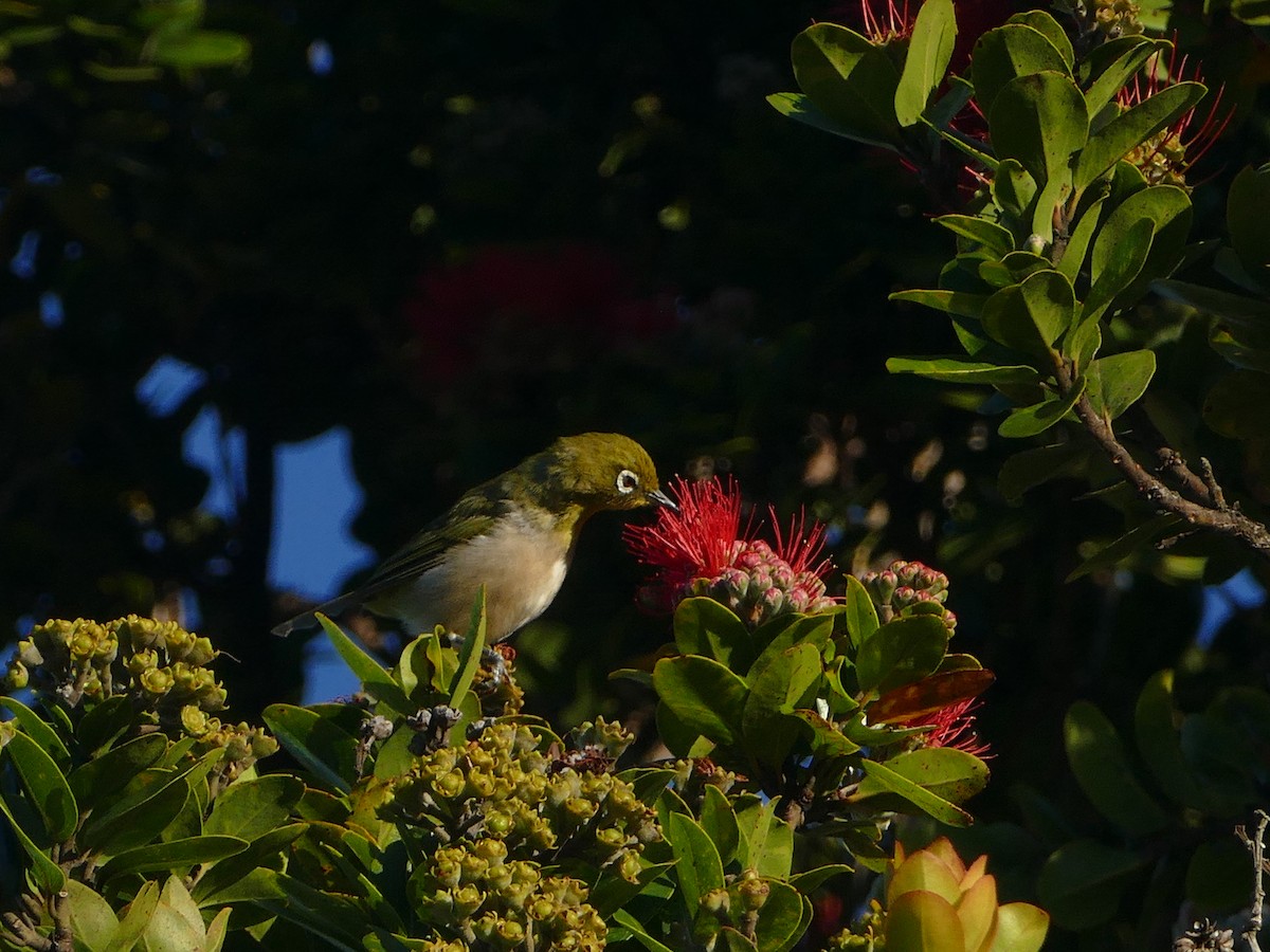 Warbling White-eye - ML644745098