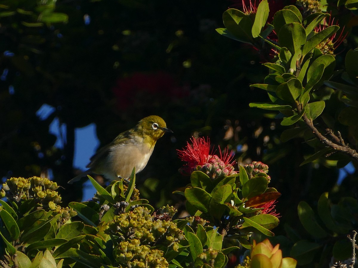 Warbling White-eye - ML644745099