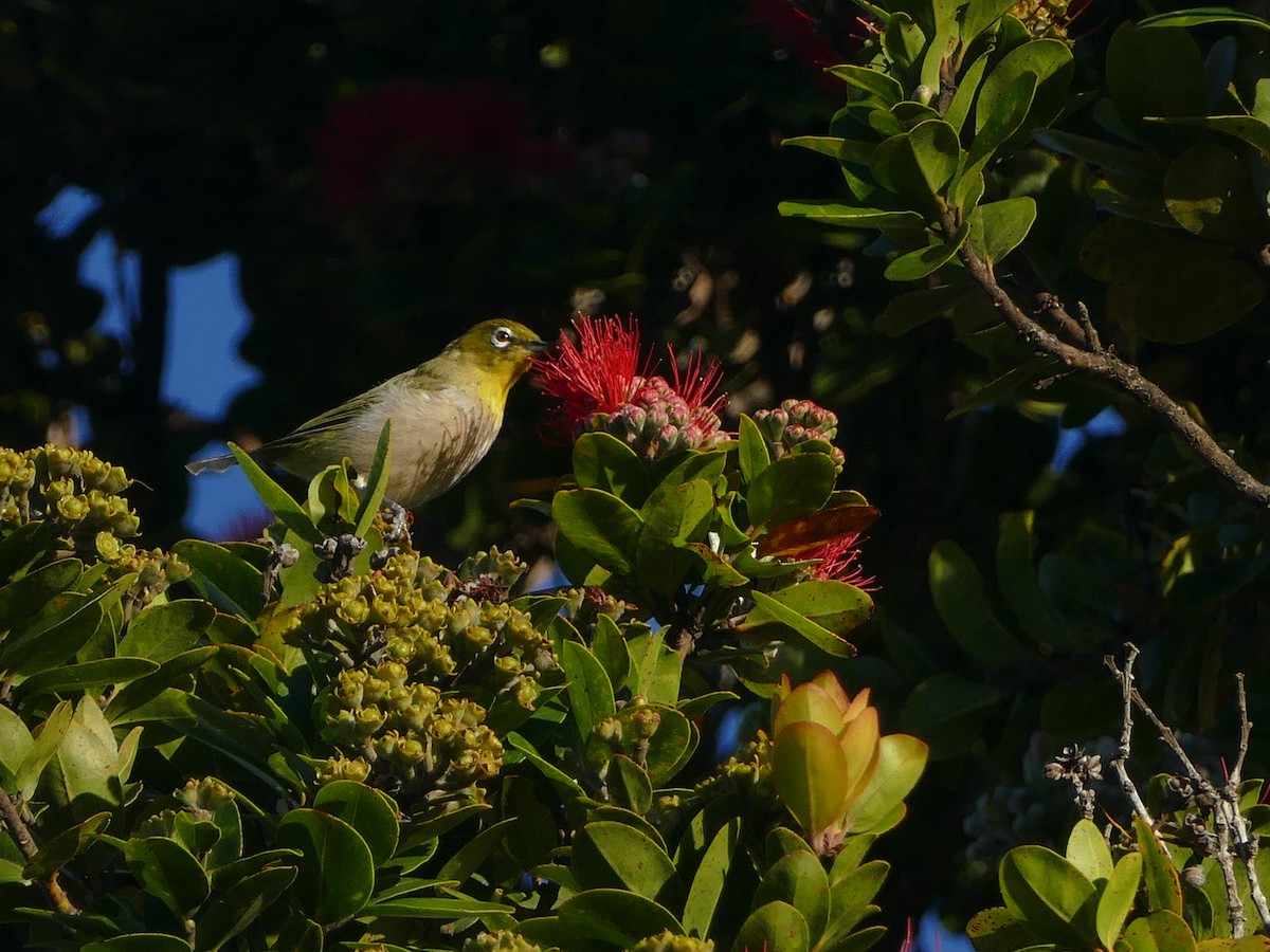 Warbling White-eye - ML644745100