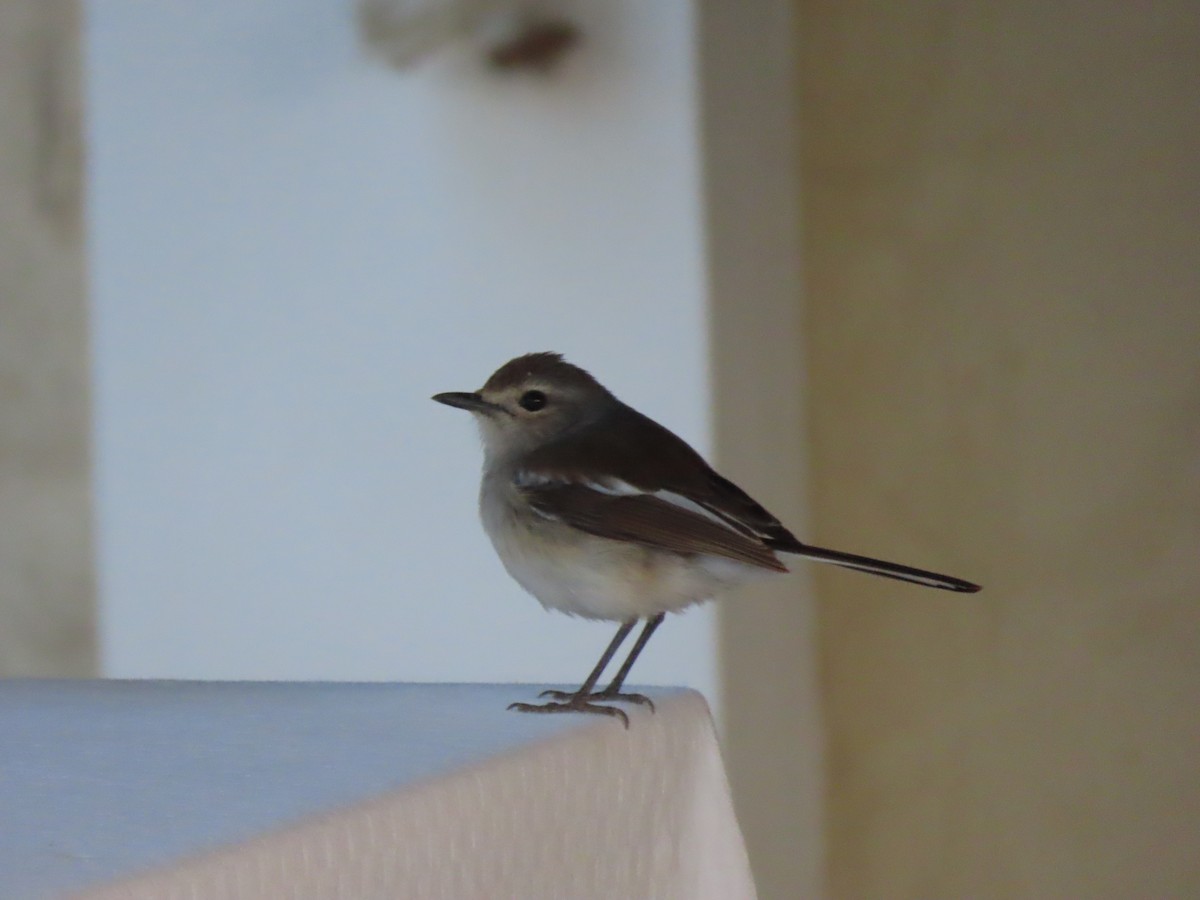 Мадагаскарский шама (inexspectatus) - ML644745122