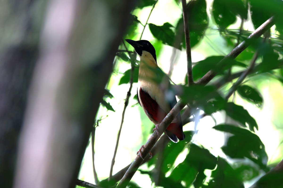 Elegant Pitta - ML644745134