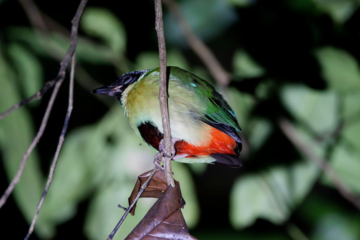 Elegant Pitta - ML644745137