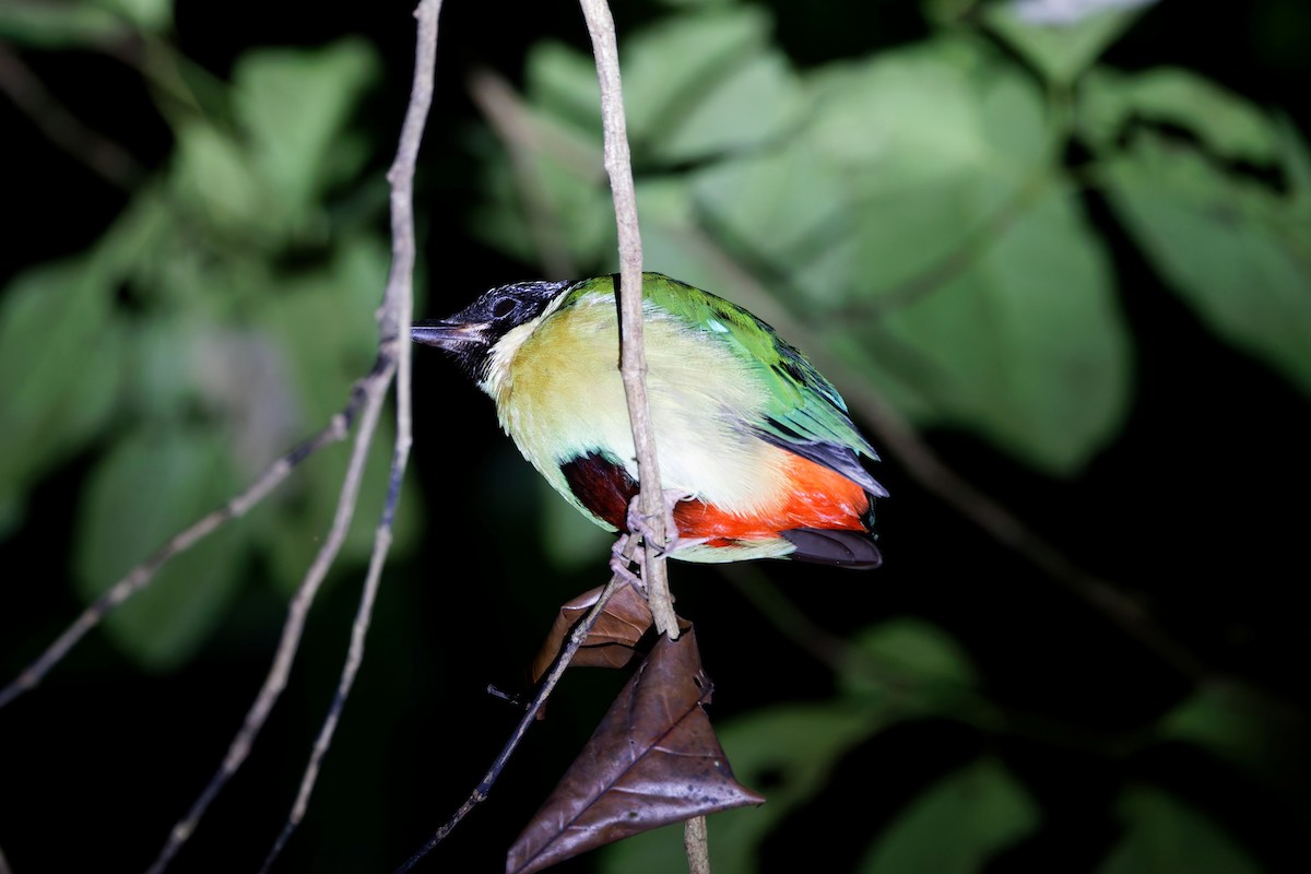 Elegant Pitta - ML644745138