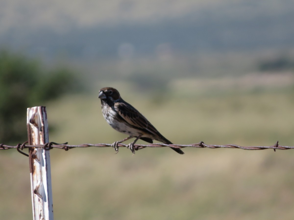 Prärieammer - ML644745139