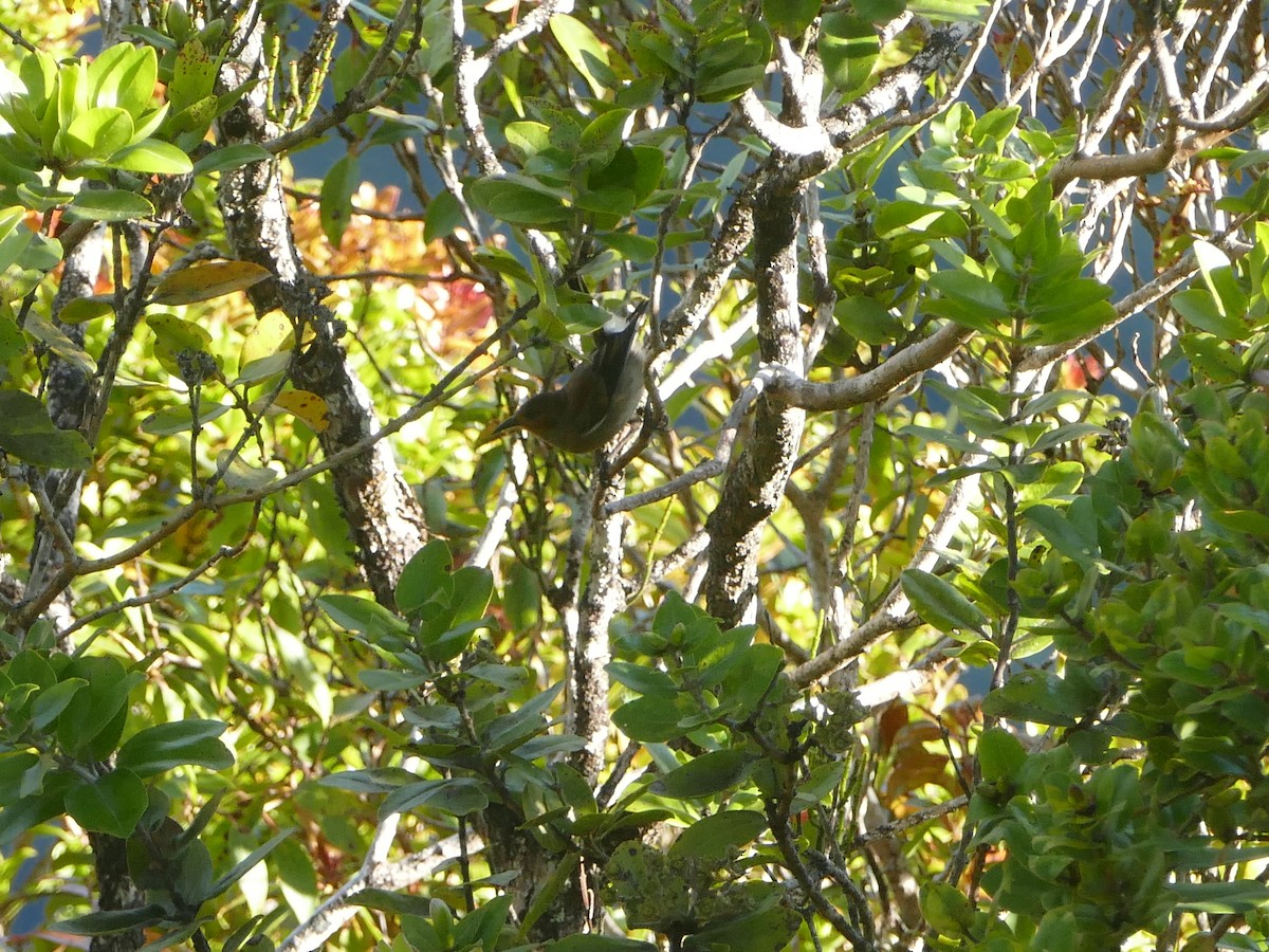 Apapane - ML644745165