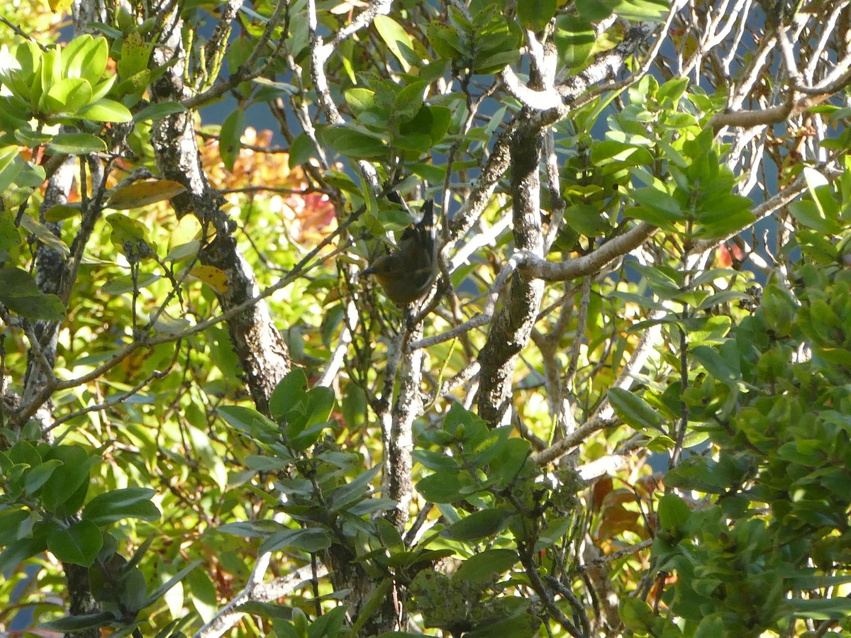 Apapane - ML644745167