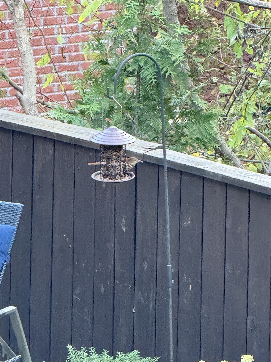 דשוש חום - ML644745170