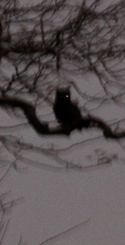 Arabian Eagle-Owl - ML644745174