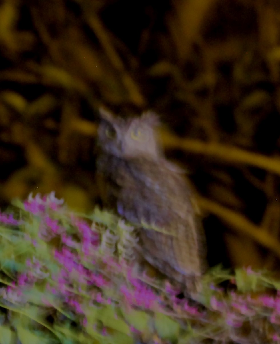 Arabian Eagle-Owl - ML644745175